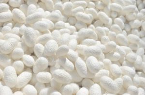 Collection of silkworm cocoons