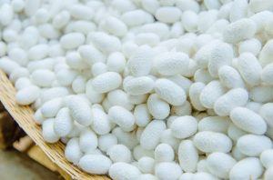 Deflossed silkworm cocoons in a basket