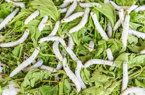 Silkworm larvae feeding on mulberry leaves